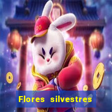 Flores silvestres brasileiras brasileiras flores silvestres nomes e imagens